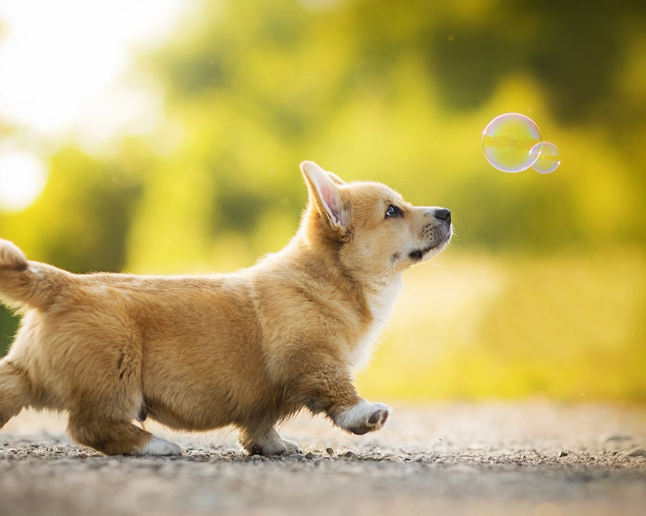 Обои щенок, собачка, боке, мыльный пузырь, вельш-корги, корги, kappa, puppy, dog, bokeh, bubble, welsh corgi, corgi разрешение 2048x1302 Загрузить