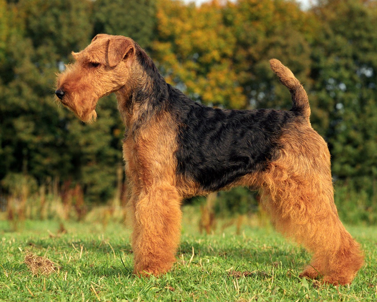 Обои трава, собака, терьер, фокстерьер, вельштерьер, grass, dog, terrier, welsh terrier разрешение 2880x1800 Загрузить