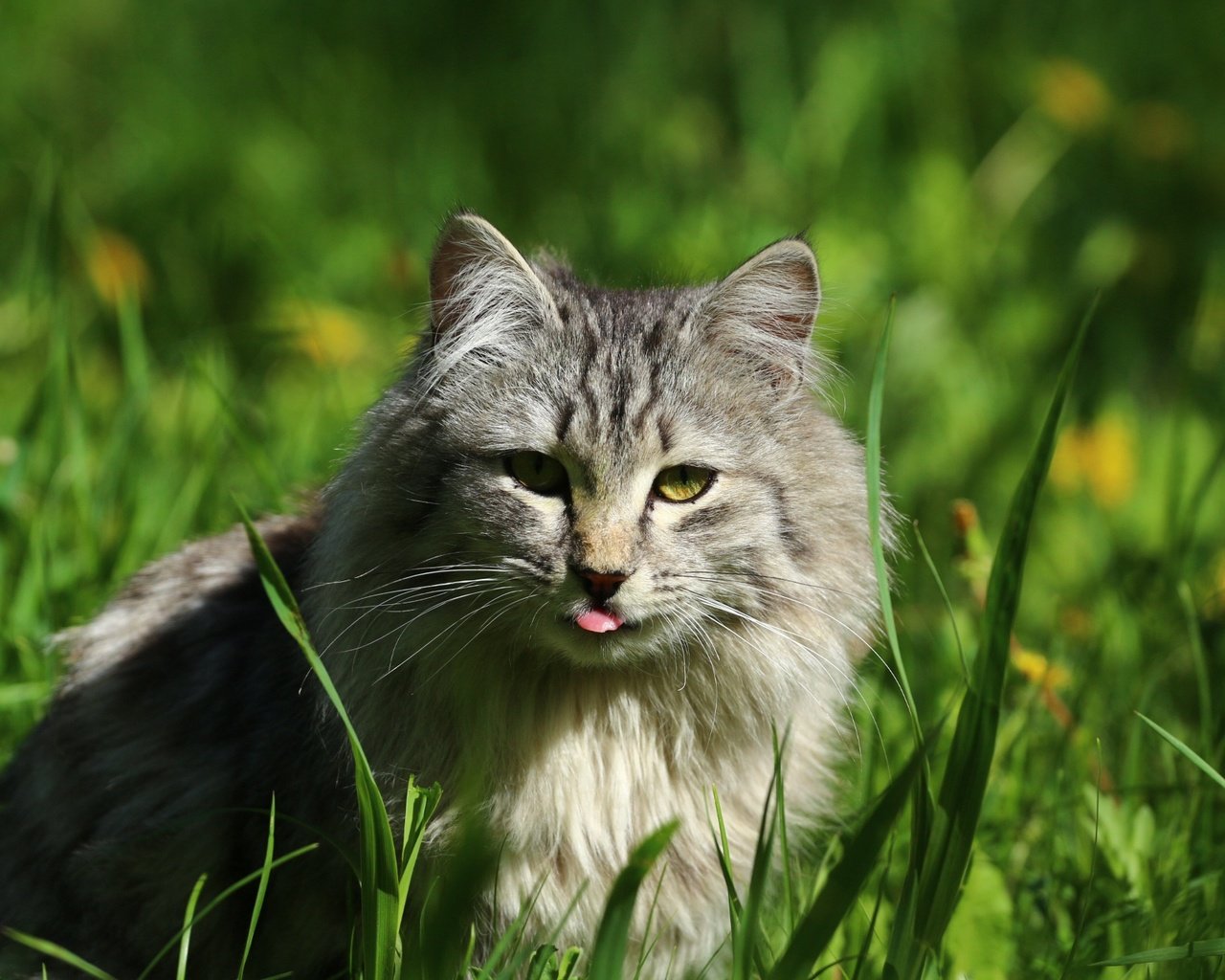 Обои глаза, трава, кот, кошка, взгляд, язык, eyes, grass, cat, look, language разрешение 1920x1280 Загрузить