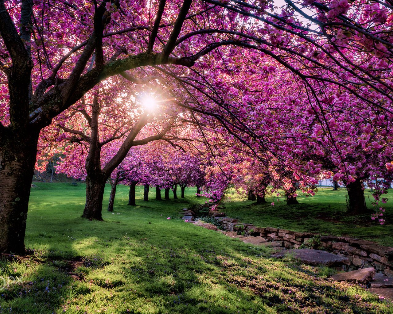 Обои деревья, цветение, парк, ветки, весна, сакура, солнечный свет, trees, flowering, park, branches, spring, sakura, sunlight разрешение 1920x1200 Загрузить