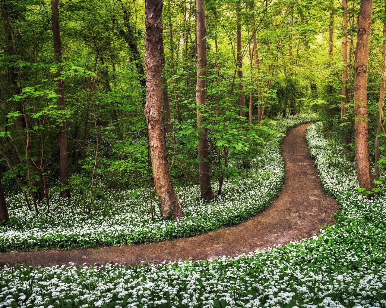 Обои цветы, деревья, природа, лес, стволы, тропинка, весна, flowers, trees, nature, forest, trunks, path, spring разрешение 1920x1080 Загрузить