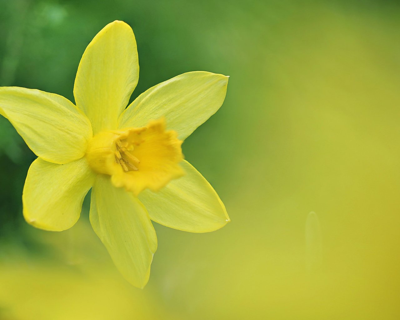 Обои цветок, весна, нарцисс, нарцис, flower, spring, narcissus разрешение 1920x1200 Загрузить