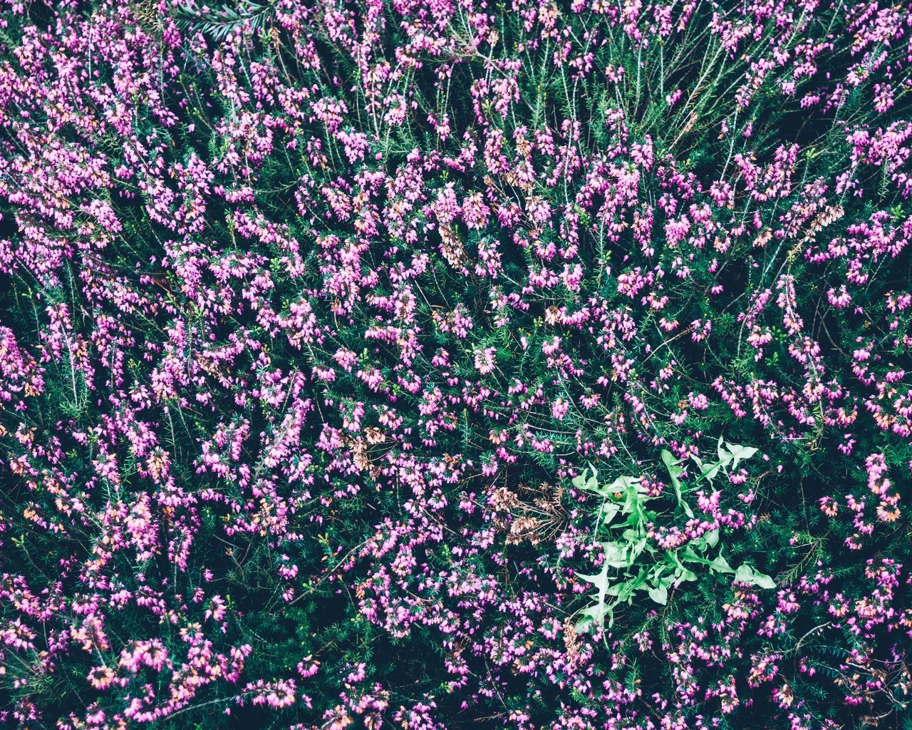 Обои цветы, вид сверху, много, вереск, flowers, the view from the top, a lot, heather разрешение 5963x3975 Загрузить