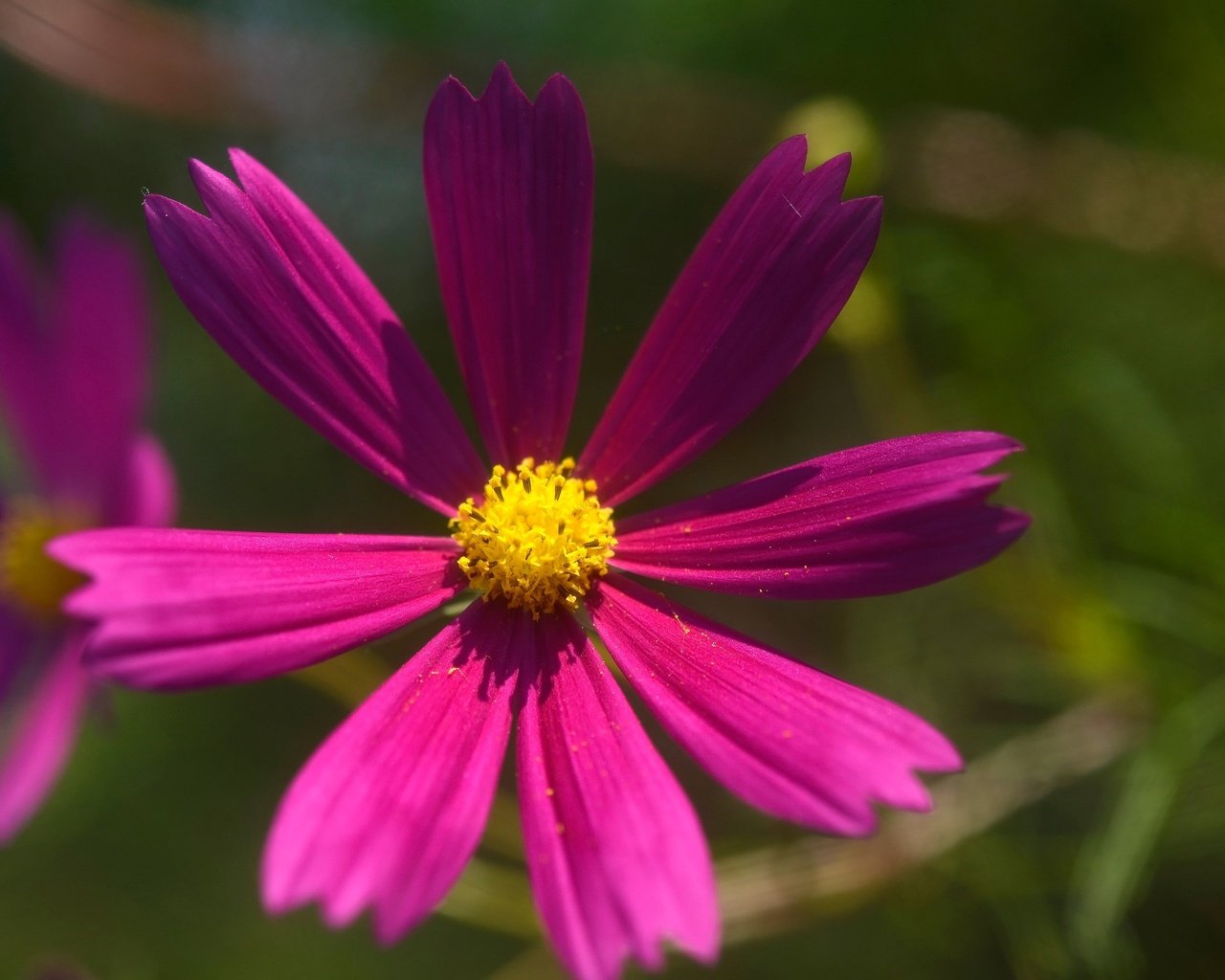 Обои цветы, лепестки, розовые, боке, космея, flowers, petals, pink, bokeh, kosmeya разрешение 2560x1709 Загрузить