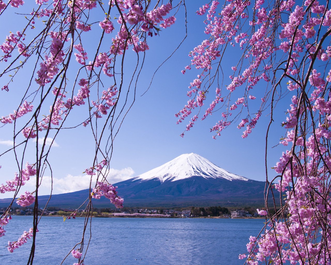 Сакура фудзияма. Сакура. Фудзи. Фудзияма Япония. Гора Фудзияма. Япония гора Фудзияма и Сакура.