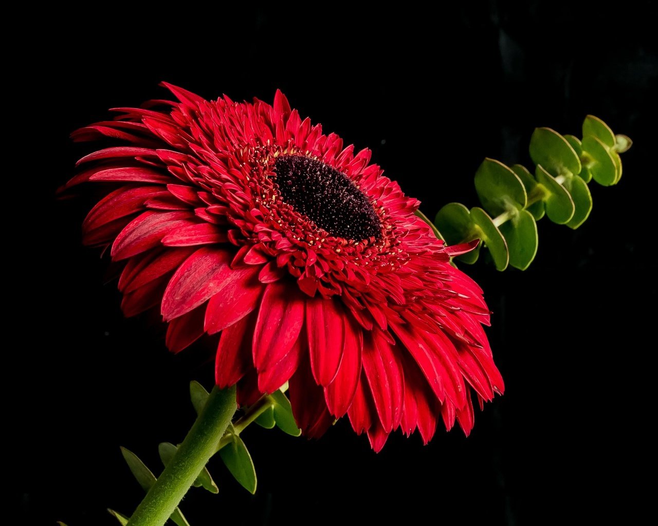 Обои макро, цветок, лепестки, черный фон, стебель, гербера, macro, flower, petals, black background, stem, gerbera разрешение 2794x2096 Загрузить