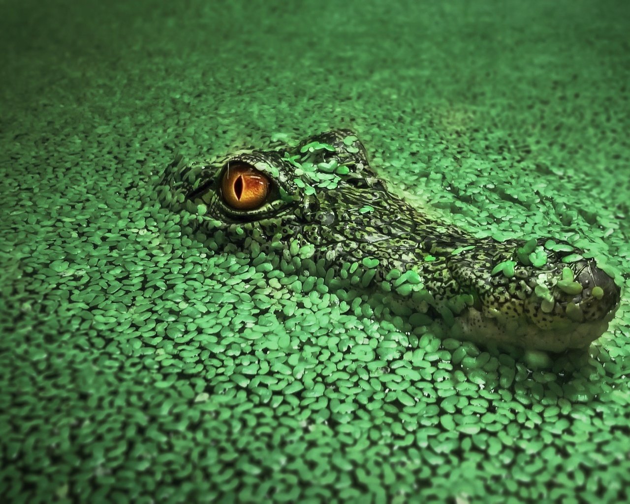 Обои вода, крокодил, водоросли, рептилия, ряска, пресмыкающиеся, water, crocodile, algae, reptile, duckweed, reptiles разрешение 1920x1200 Загрузить