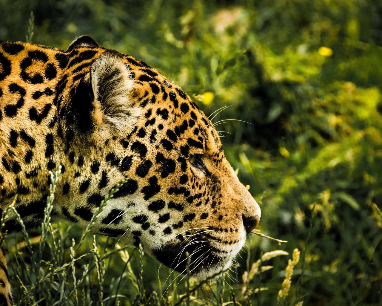 Обои трава, леопард, хищник, профиль, ягуар, голова, grass, leopard, predator, profile, jaguar, head разрешение 5325x3550 Загрузить