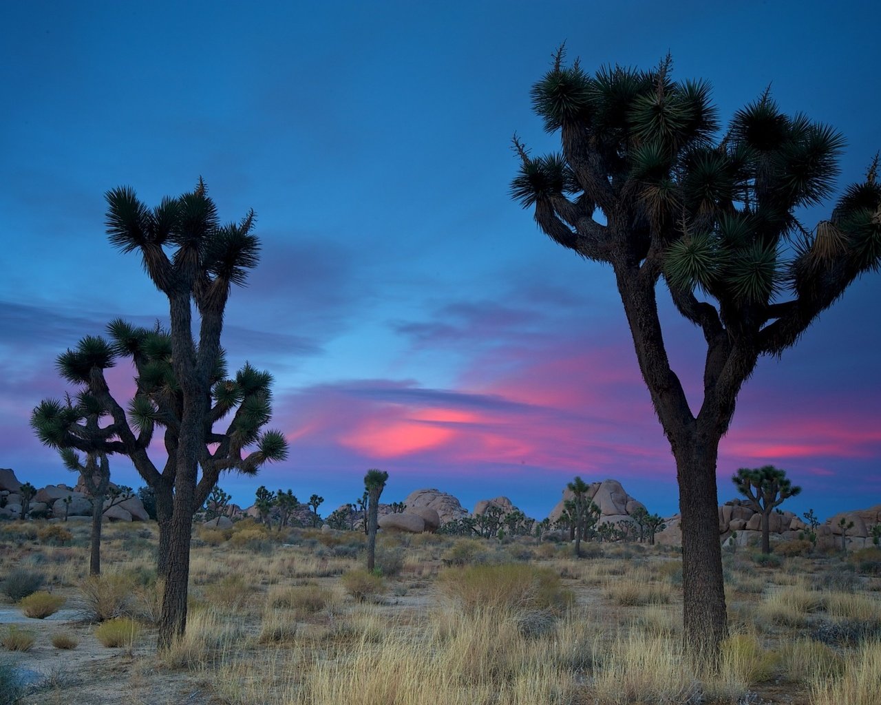 Обои песок, пустыня, сша, кустарник, дюны, joshua tree national park, дерево джошуа, sand, desert, usa, shrub, dunes, joshua tree разрешение 1920x1200 Загрузить