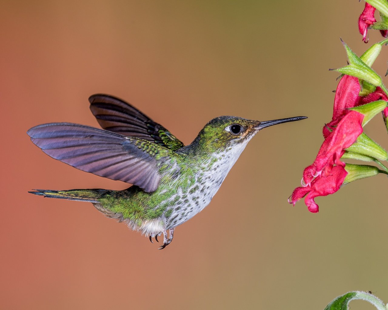 Обои полет, цветок, крылья, птица, клюв, перья, колибри, flight, flower, wings, bird, beak, feathers, hummingbird разрешение 5472x3648 Загрузить