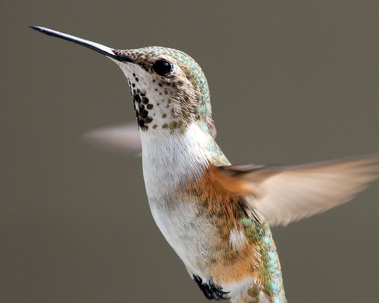 Обои полет, крылья, птица, клюв, перья, взмах, колибри, flight, wings, bird, beak, feathers, stroke, hummingbird разрешение 1920x1080 Загрузить