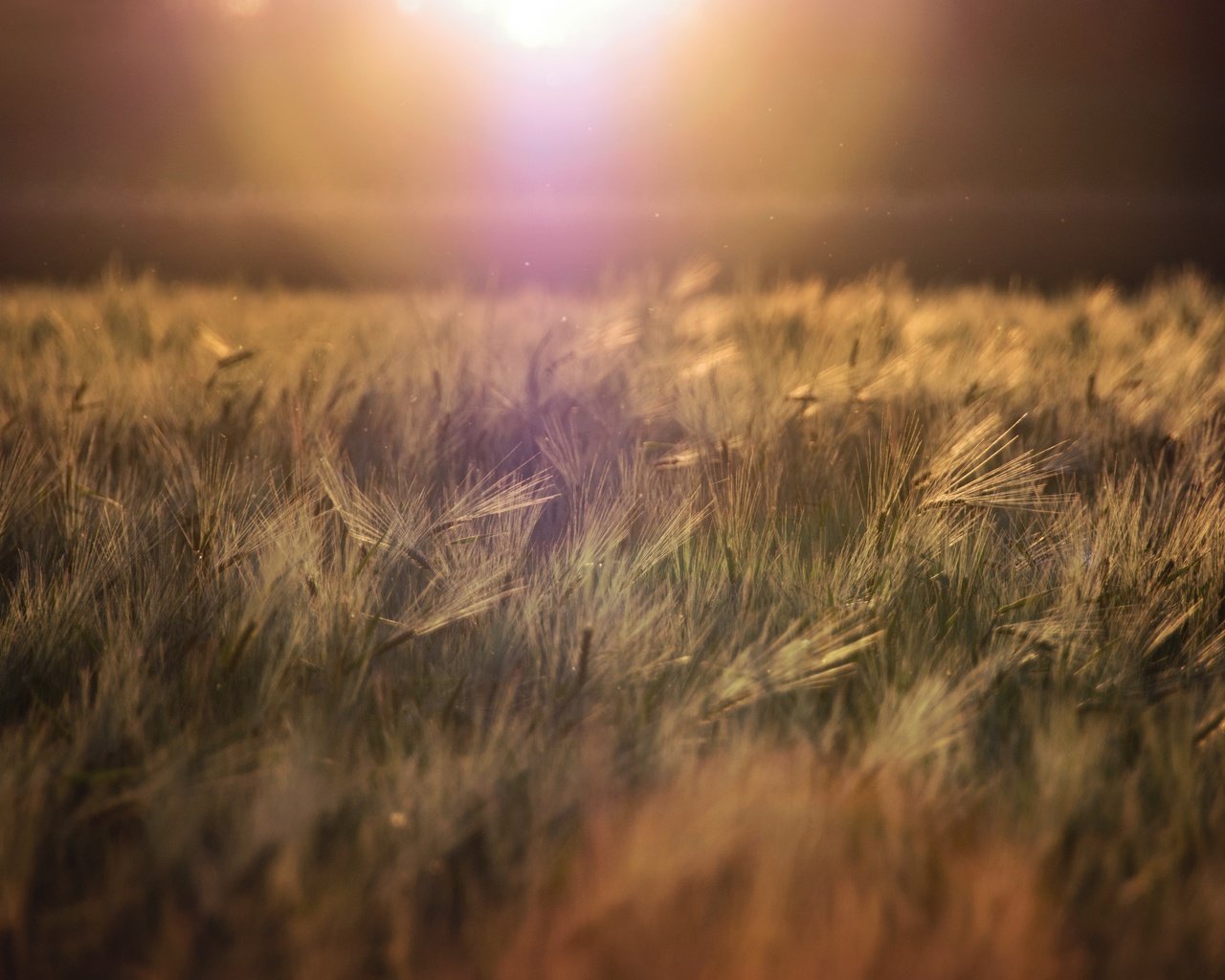 Обои трава, природа, горизонт, колоски, растение, grass, nature, horizon, spikelets, plant разрешение 5494x3853 Загрузить