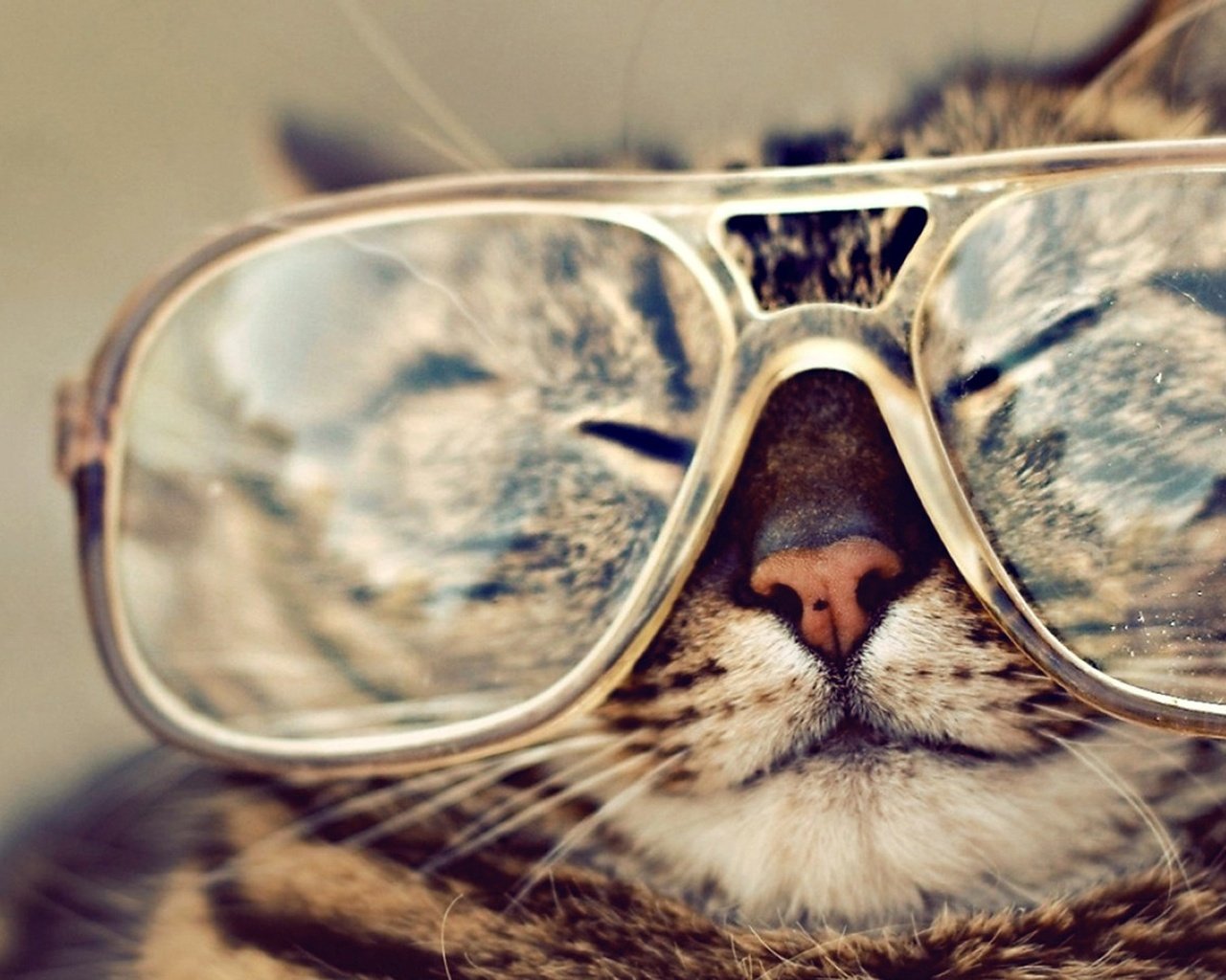 Обои кот, мордочка, кошка, очки, полосатый, крутой, cat, muzzle, glasses, striped, cool разрешение 1920x1200 Загрузить