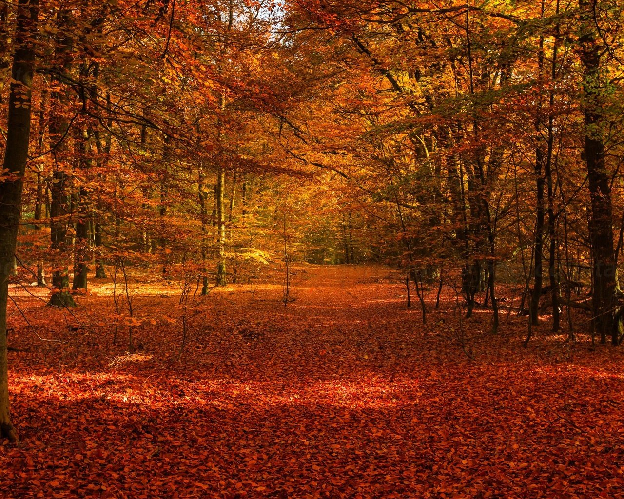 Обои деревья, лес, листва, осень, осенние листья, осенний лес, trees, forest, foliage, autumn, autumn leaves, autumn forest разрешение 2048x1365 Загрузить