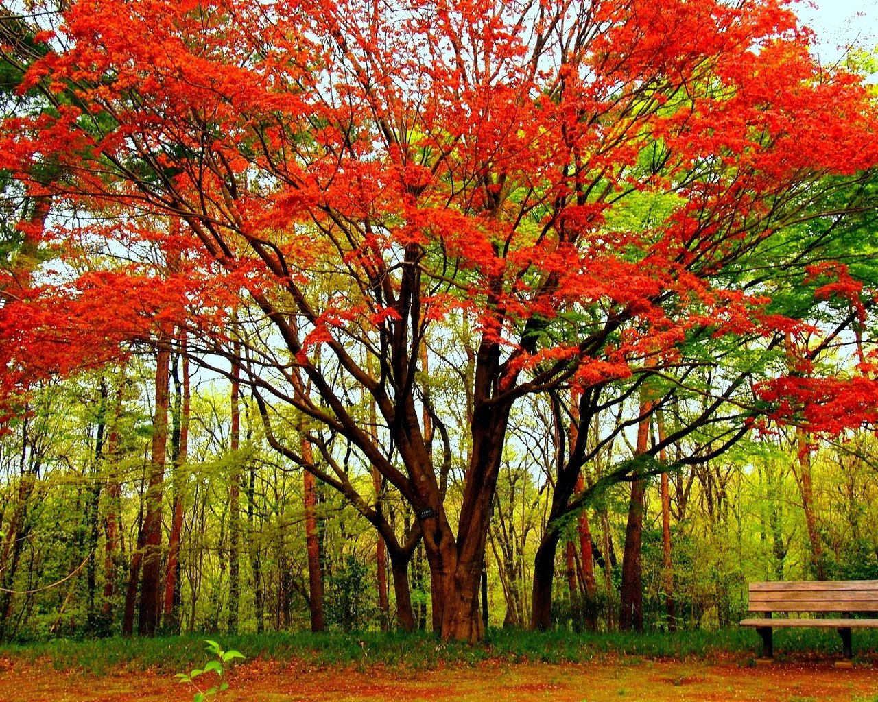 Обои деревья, дерево, парк, осень, скамейка, клен, trees, tree, park, autumn, bench, maple разрешение 1920x1440 Загрузить