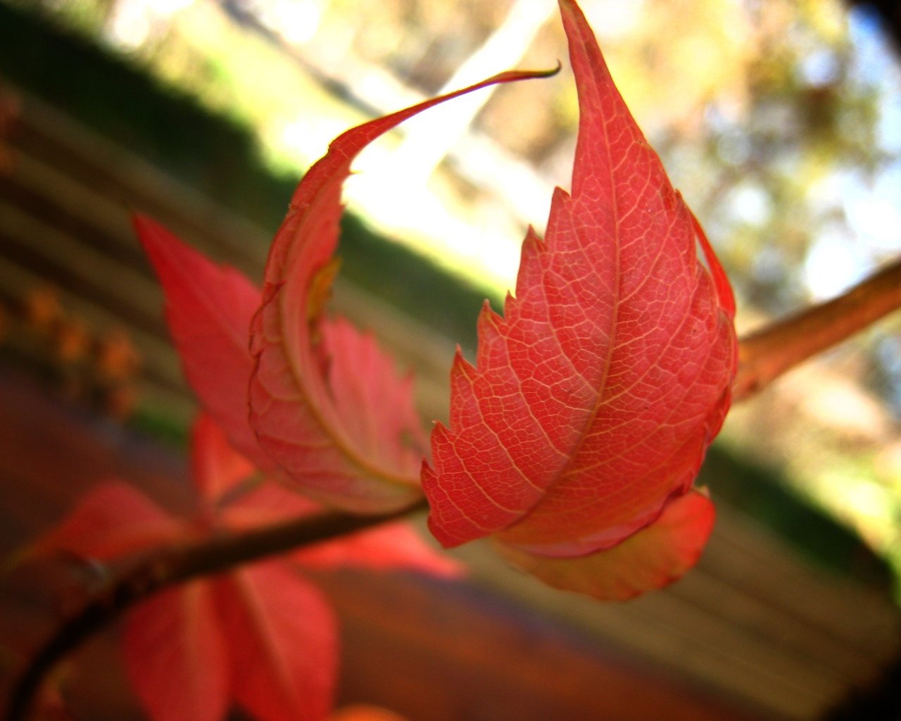 Обои ветка, природа, листья, осень, боке, осенние листья, branch, nature, leaves, autumn, bokeh, autumn leaves разрешение 2820x2196 Загрузить