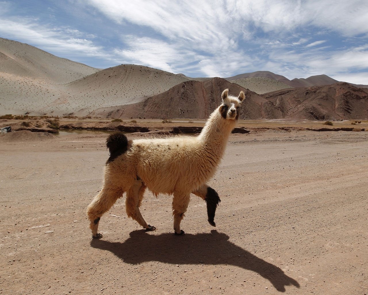 Обои дорога, горы, тень, животное, лама, альпака, альпаки, road, mountains, shadow, animal, lama, alpaca разрешение 3000x2113 Загрузить