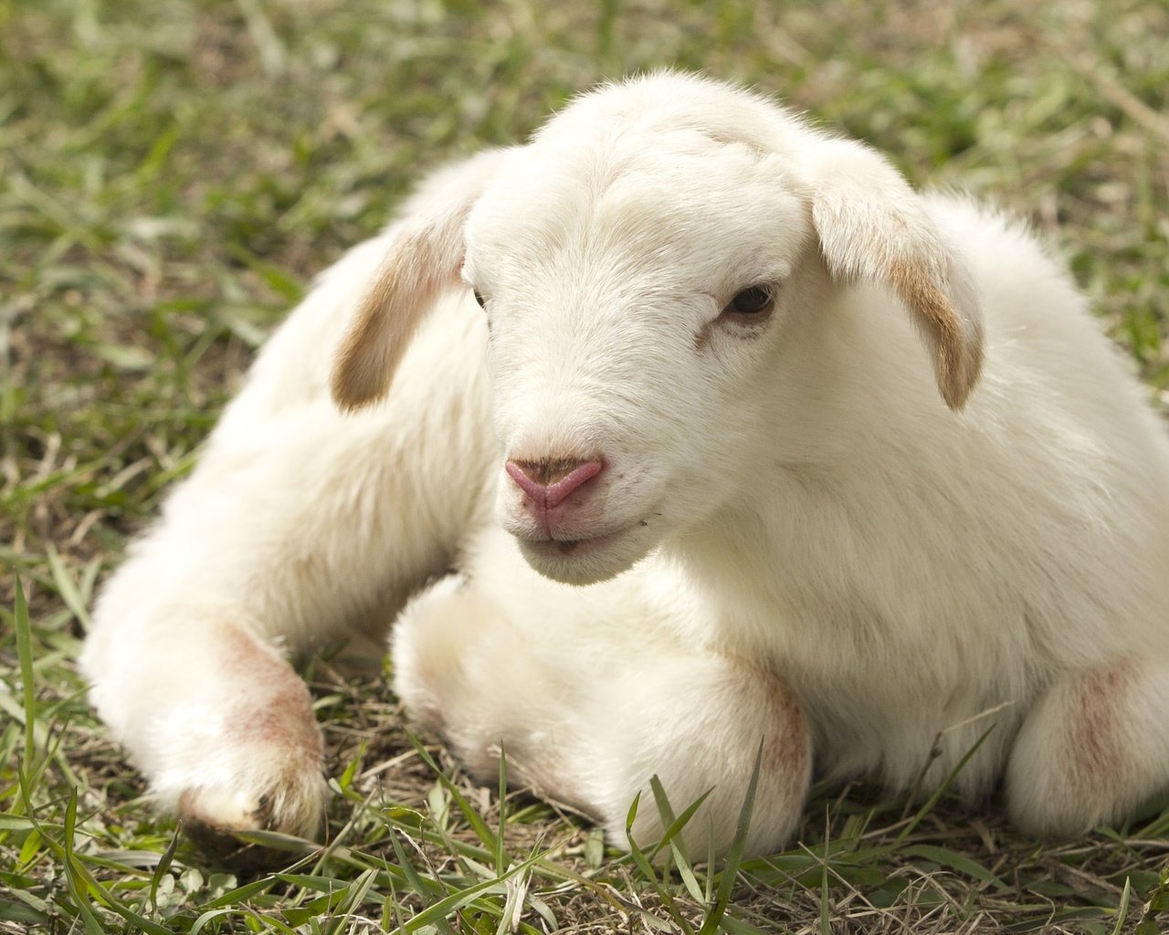 Обои трава, белая, овечка, овца, ягнёнок, grass, white, sheep, lamb разрешение 1920x1279 Загрузить