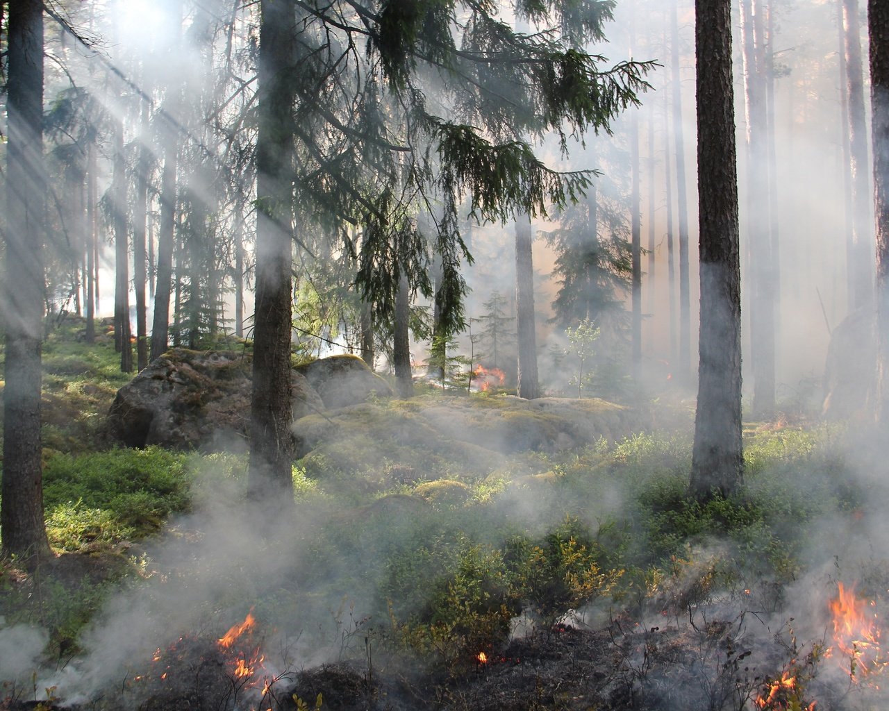 Обои деревья, лес, огонь, дым, пожар, trees, forest, fire, smoke разрешение 4916x3248 Загрузить