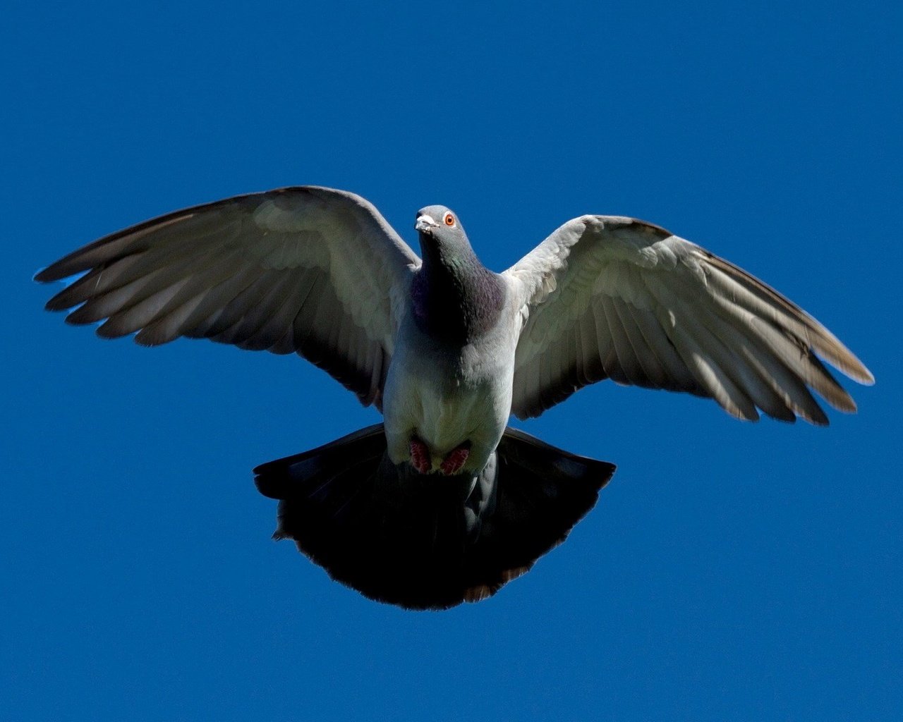 Обои полет, крылья, птица, клюв, перья, голубь, flight, wings, bird, beak, feathers, dove разрешение 1920x1200 Загрузить