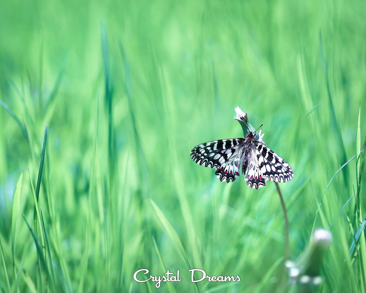 Обои трава, насекомое, бабочка, крылья, tatyana krylova, татьяна крылова, grass, insect, butterfly, wings разрешение 2000x1416 Загрузить