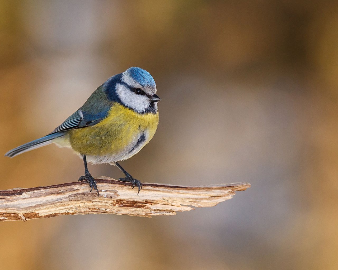 Обои птица, клюв, перья, синица, синичка, лазоревка, bird, beak, feathers, tit, titmouse, blue tit разрешение 1920x1200 Загрузить