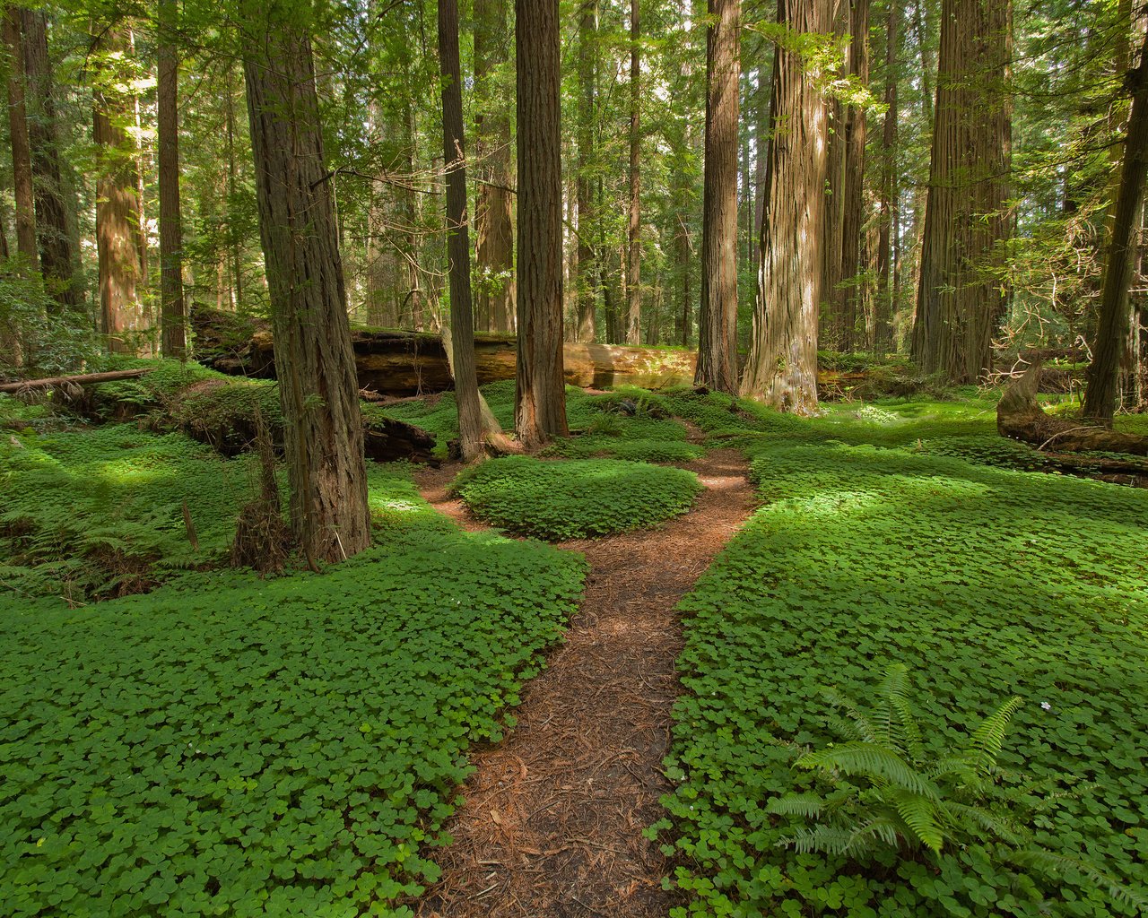 Обои деревья, природа, клевер, лес, стволы, тропинка, папоротник, trees, nature, clover, forest, trunks, path, fern разрешение 3840x2400 Загрузить