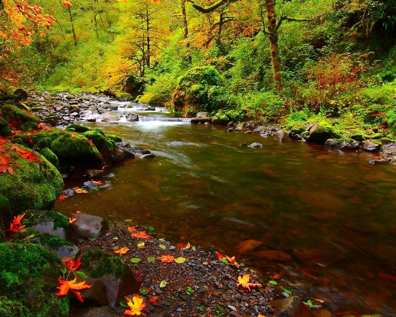 Обои деревья, река, природа, камни, лес, листья, осень, мох, trees, river, nature, stones, forest, leaves, autumn, moss разрешение 1920x1200 Загрузить