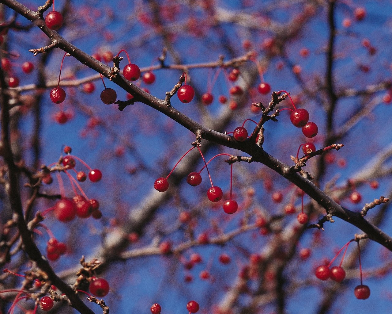 Обои природа, ветки, красные, ягоды, nature, branches, red, berries разрешение 2950x2094 Загрузить