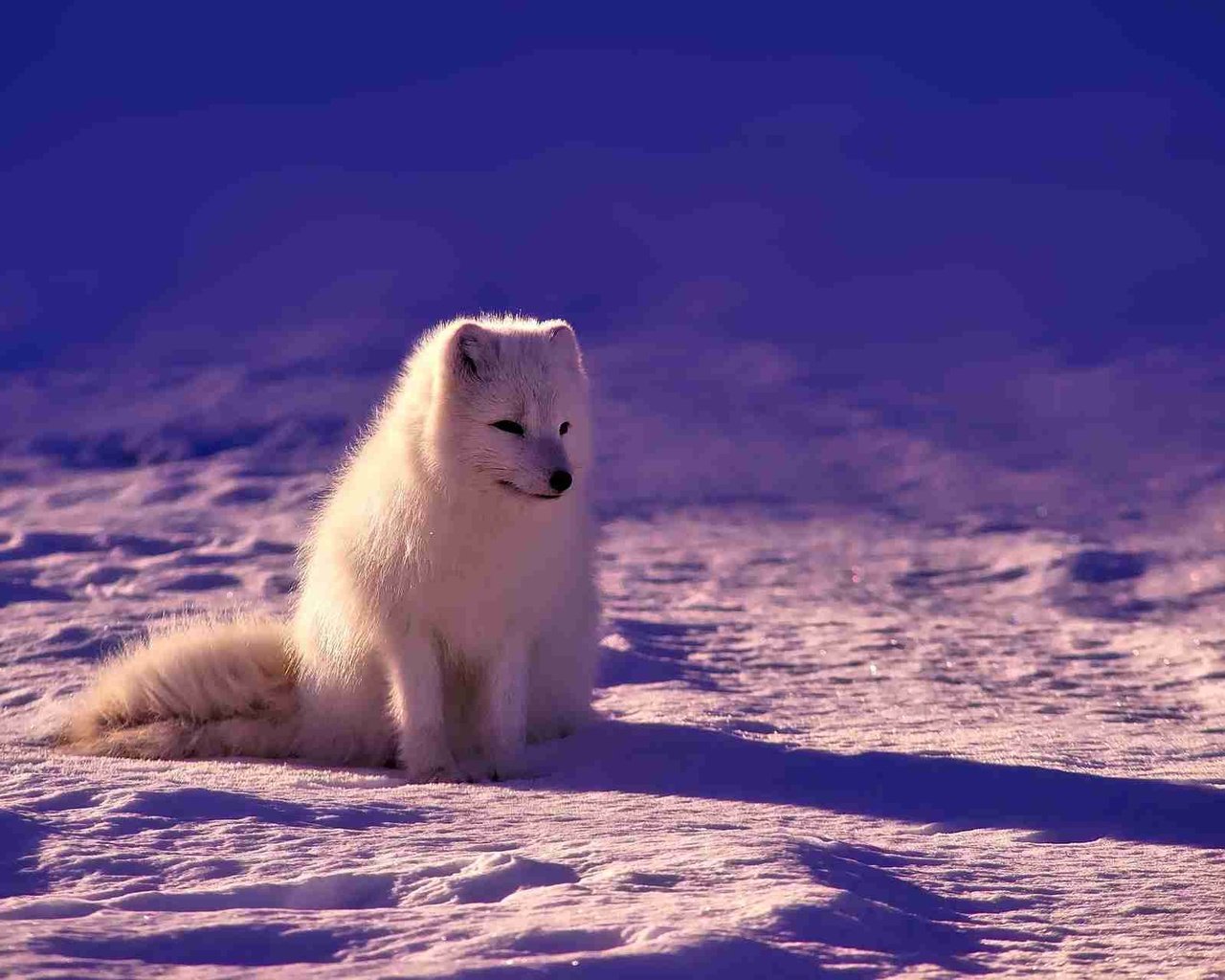 Обои хищник, песец, полярная лисица, арктическая лиса, predator, fox, polar fox, arctic fox разрешение 1920x1279 Загрузить