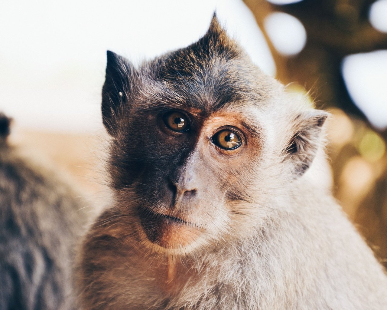 Обои портрет, взгляд, животное, обезьяна, примат, мартышка, portrait, look, animal, monkey, the primacy of разрешение 4928x3264 Загрузить