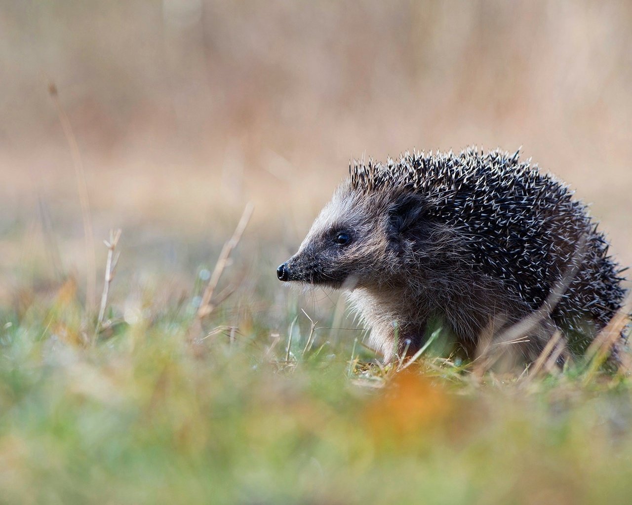 Обои природа, германия, ежик, еж, нижняя саксония, эмсланд, nature, germany, hedgehog, lower saxony, emsland разрешение 1920x1080 Загрузить