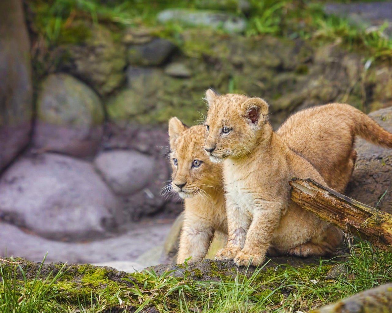 Обои трава, природа, камни, львы, малыши, львята, grass, nature, stones, lions, kids, the cubs разрешение 2048x1280 Загрузить