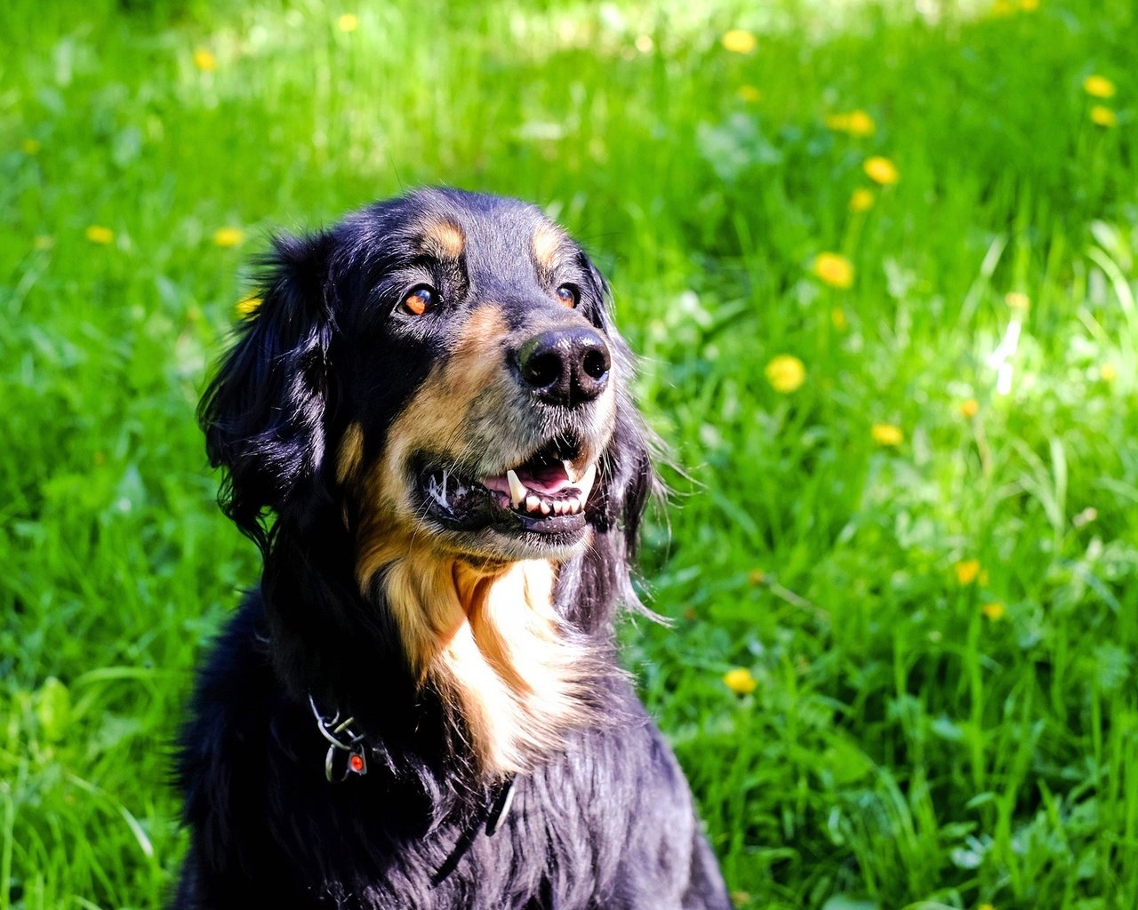 Обои трава, мордочка, взгляд, собака, одуванчики, ховаварт, grass, muzzle, look, dog, dandelions, hovawart разрешение 1920x1281 Загрузить