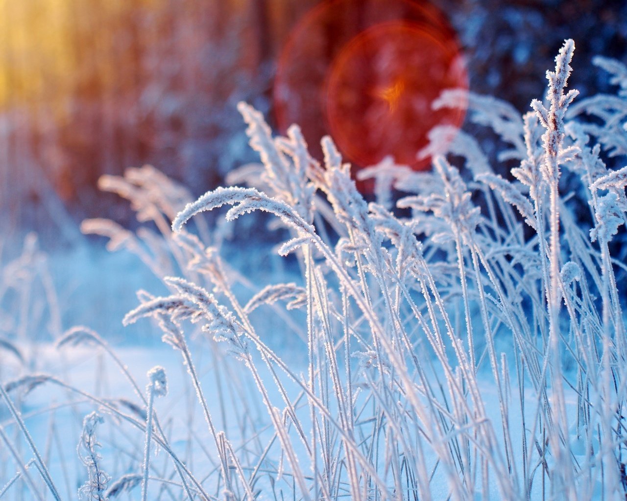 Обои трава, снег, зима, макро, иней, колоски, растение, grass, snow, winter, macro, frost, spikelets, plant разрешение 1920x1283 Загрузить