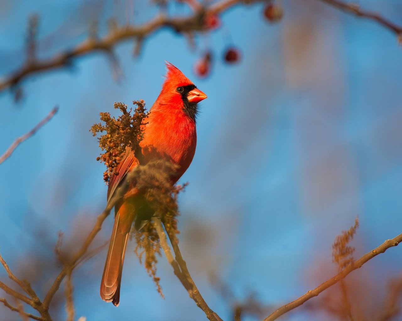 Обои небо, ветка, птица, клюв, перья, кардинал, красный кардинал, the sky, branch, bird, beak, feathers, cardinal, red cardinal разрешение 2048x1363 Загрузить