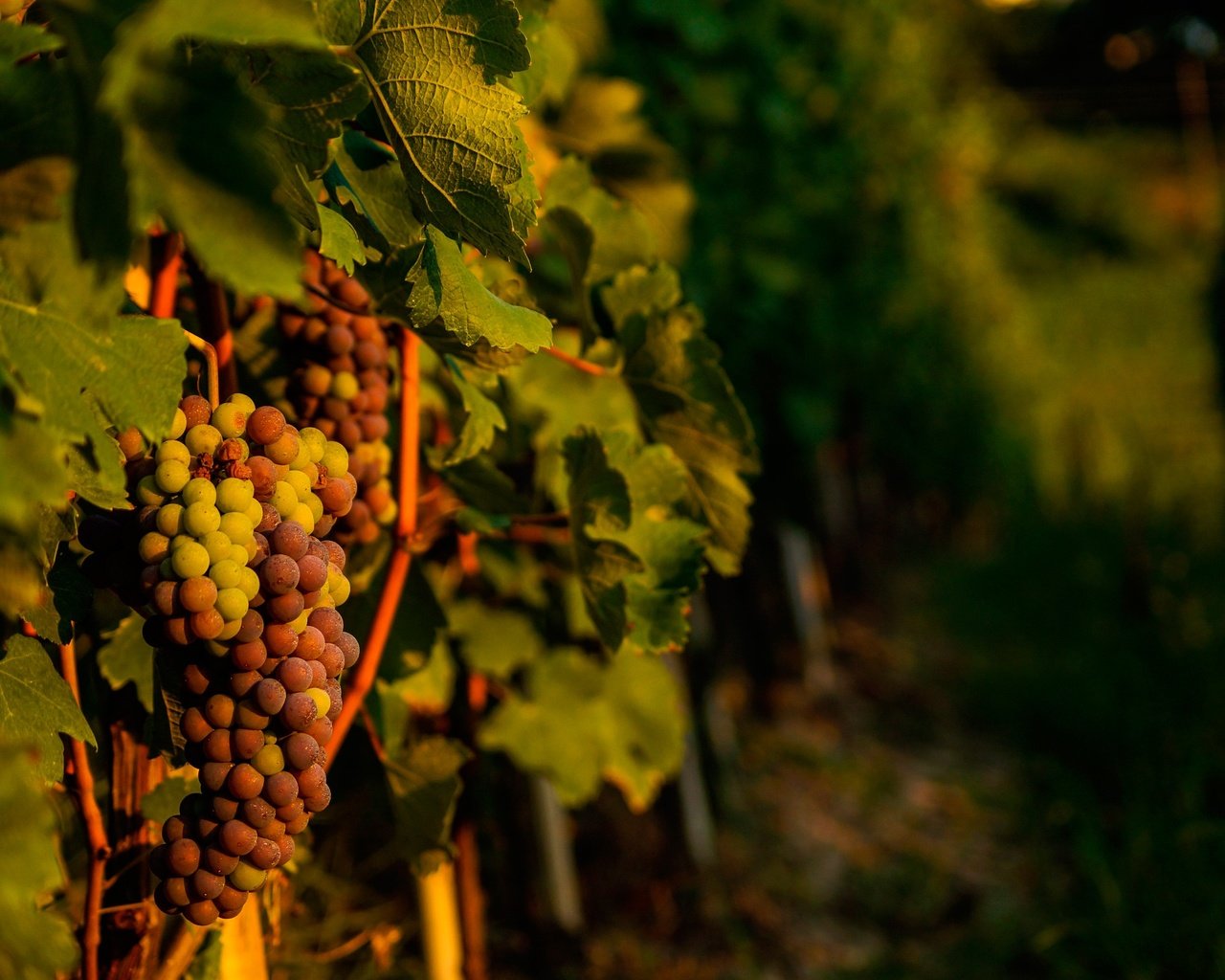 Обои листья, виноград, лоза, виноградная лоза, виноградник, leaves, grapes, vine, vineyard разрешение 2880x1914 Загрузить