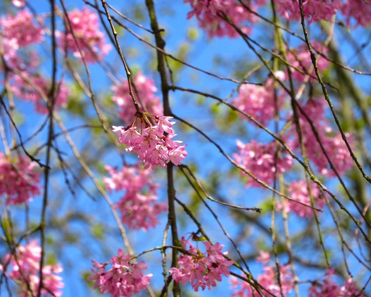 Обои небо, природа, дерево, цветение, листья, ветки, лепестки, весна, the sky, nature, tree, flowering, leaves, branches, petals, spring разрешение 2048x1536 Загрузить