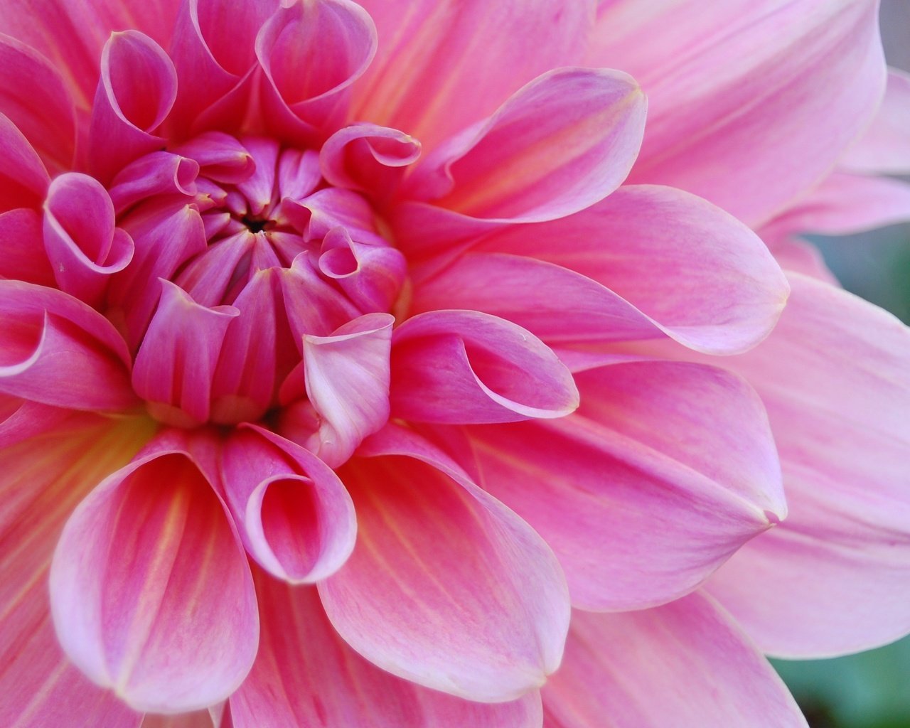 Обои цветок, лепестки, розовый, георгин, крупным планом, flower, petals, pink, dahlia, closeup разрешение 3008x2000 Загрузить