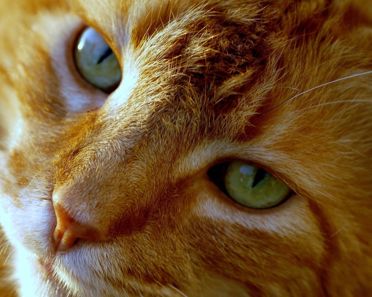 Обои глаза, кот, мордочка, усы, кошка, взгляд, рыжий, eyes, cat, muzzle, mustache, look, red разрешение 1920x1200 Загрузить