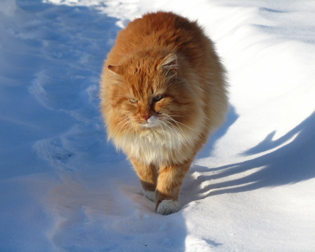 Обои снег, зима, кот, мордочка, усы, кошка, взгляд, ушки, рыжий, red, snow, winter, cat, muzzle, mustache, look, ears разрешение 4320x3240 Загрузить