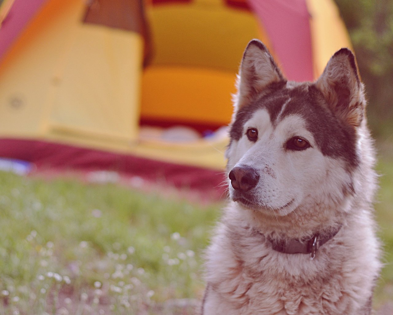 Обои мордочка, взгляд, собака, хаски, ошейник, muzzle, look, dog, husky, collar разрешение 1920x1200 Загрузить