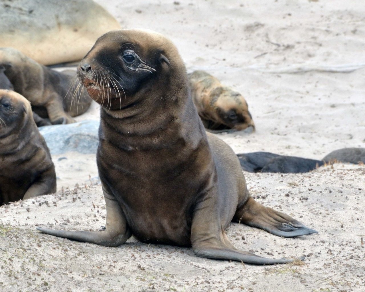 Обои тюлень, дикая природа, морской котик, ласты, seal, wildlife, navy seal, fins разрешение 1920x1080 Загрузить