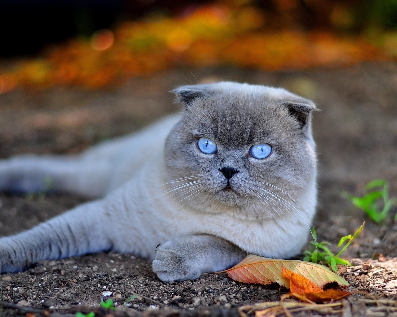 Обои кот, мордочка, кошка, взгляд, голубые глаза, лапки, шотландская вислоухая, осенний лист, cat, muzzle, look, blue eyes, legs, scottish fold разрешение 2560x1600 Загрузить