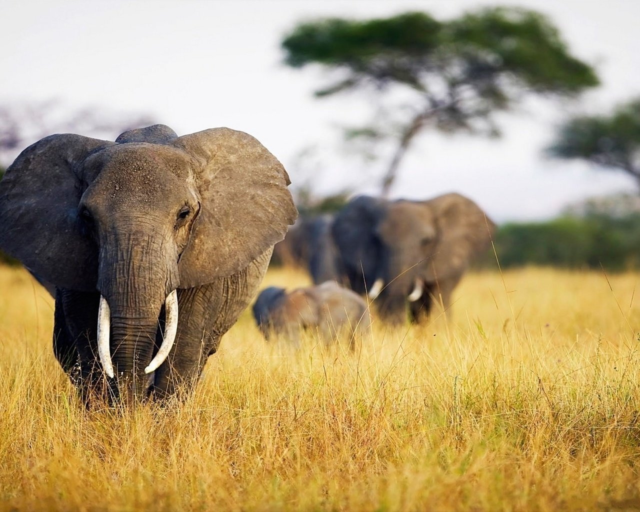 Обои слон, уши, слоны, сухая трава, бивни, elephant, ears, elephants, dry grass, tusks разрешение 1920x1200 Загрузить