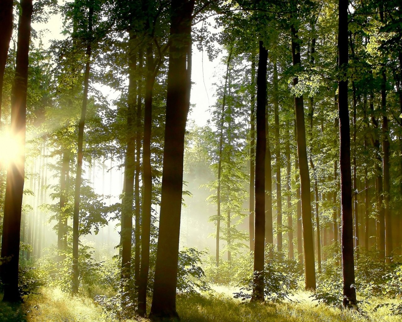 Обои деревья, природа, лес, пейзаж, стволы, солнечные лучи, trees, nature, forest, landscape, trunks, the sun's rays разрешение 1920x1200 Загрузить