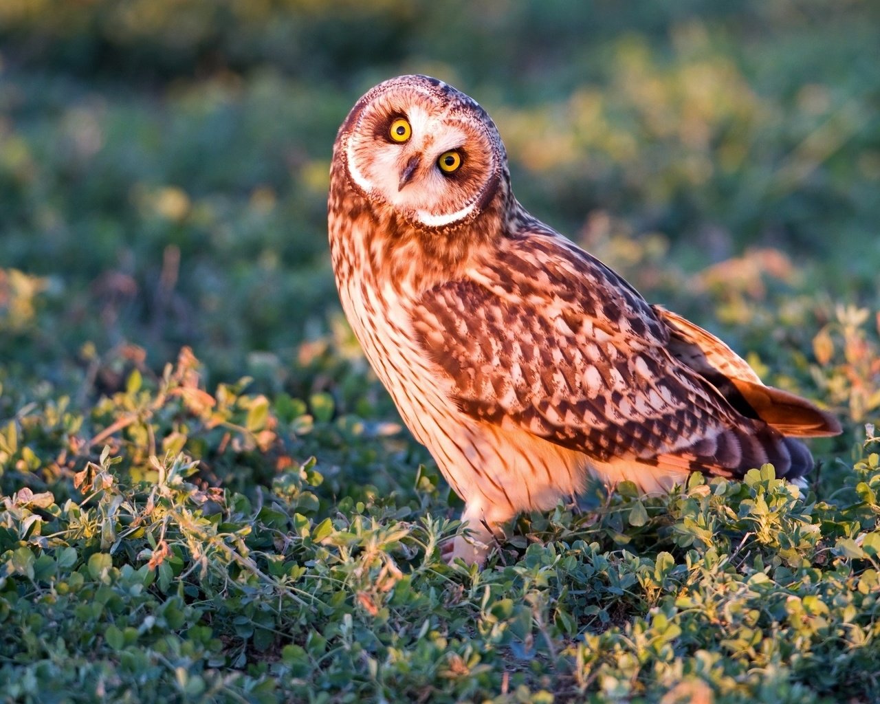 Обои трава, сова, взгляд, хищник, птица, болотная сова, grass, owl, look, predator, bird, short-eared owl разрешение 2048x1365 Загрузить