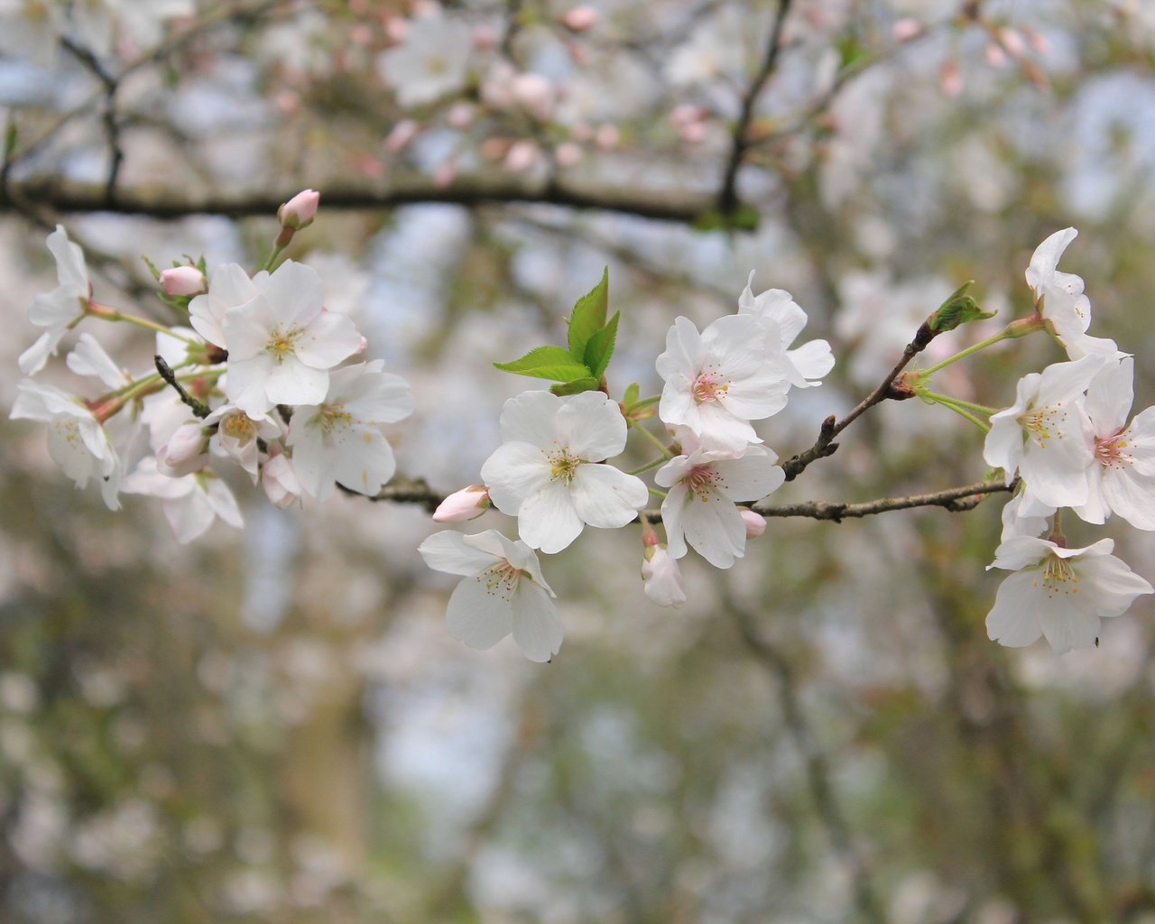 Обои природа, цветение, ветки, весна, боке, nature, flowering, branches, spring, bokeh разрешение 3840x2560 Загрузить