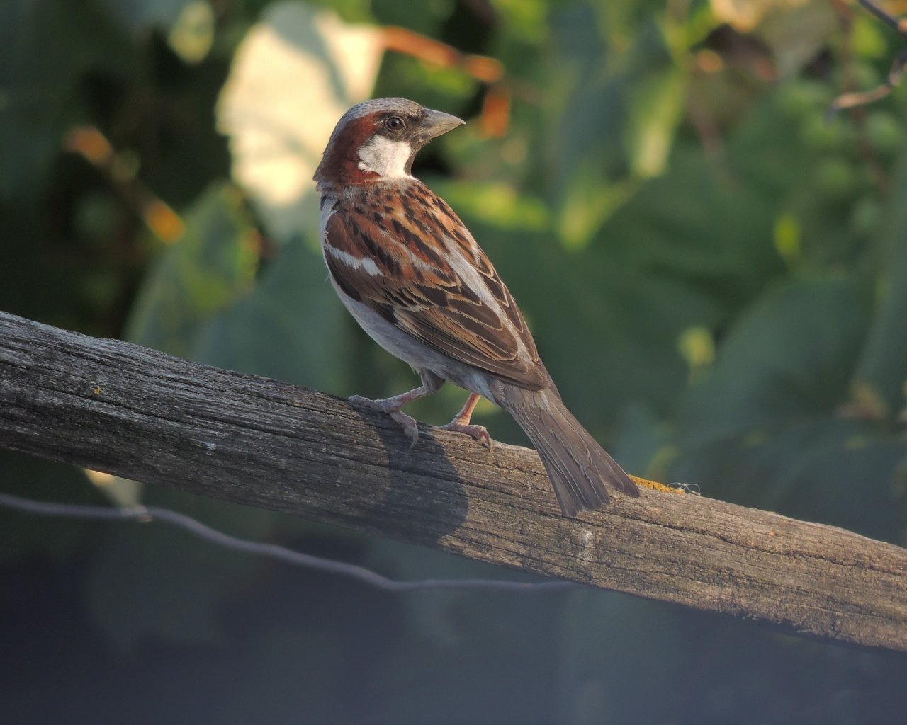 Обои птица, клюв, воробей, перья, животное, bird, beak, sparrow, feathers, animal разрешение 4608x3456 Загрузить