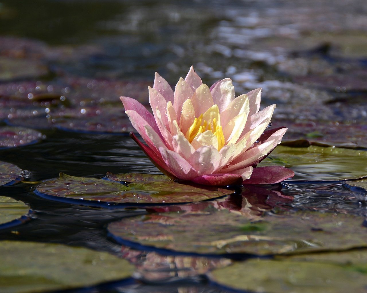 Обои макро, цветок, лепестки, кувшинка, водяная лилия, macro, flower, petals, lily, water lily разрешение 1920x1280 Загрузить